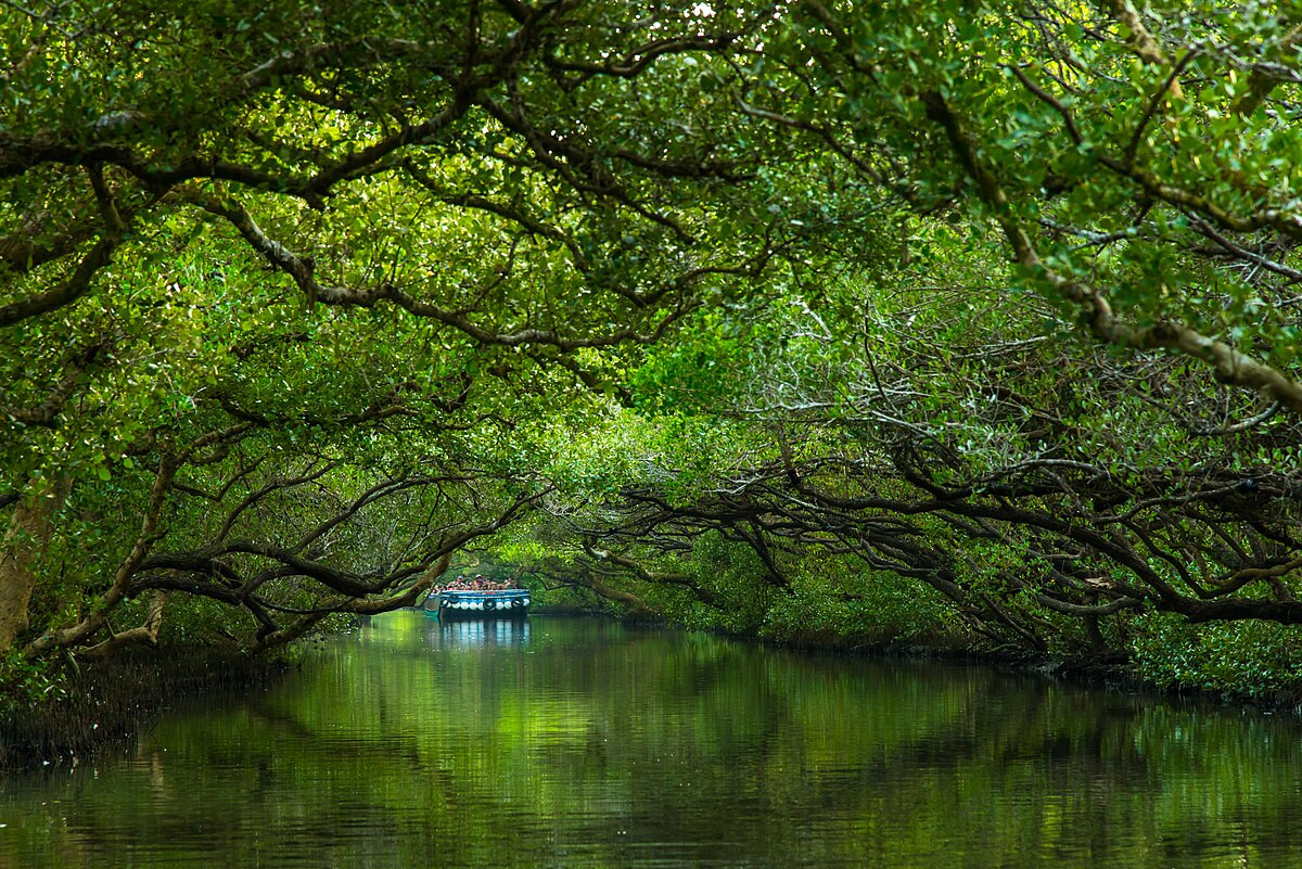 台江國家公園四草綠色隧道近景，水面倒影與綠蔭