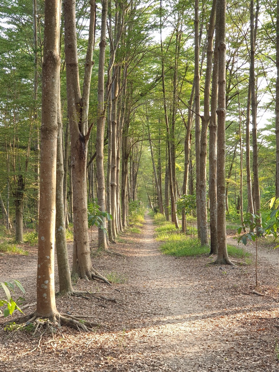 虎山林場